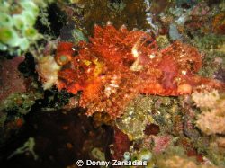Used a very old 4MP Olympus Camera. Scorpion Fish taken a... by Donny Zarsadias 